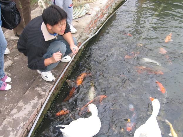 jaime taunts geese